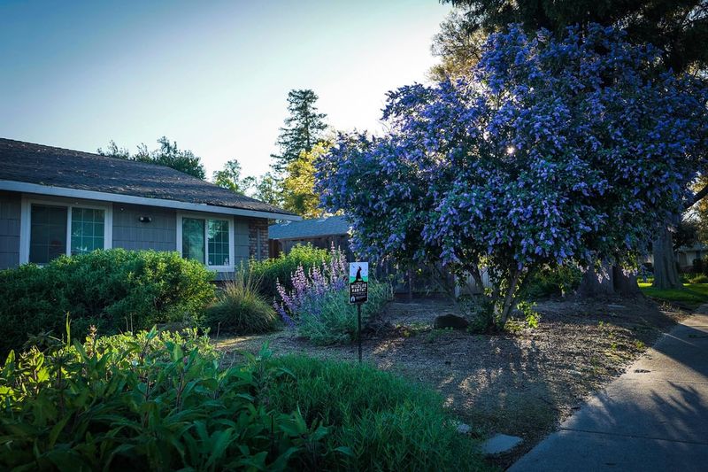 Ceanothus Needs Room To Breathe