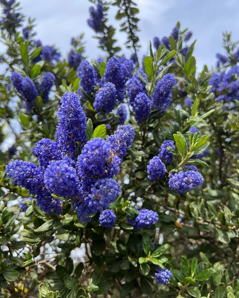 Ceanothus Ceanothus