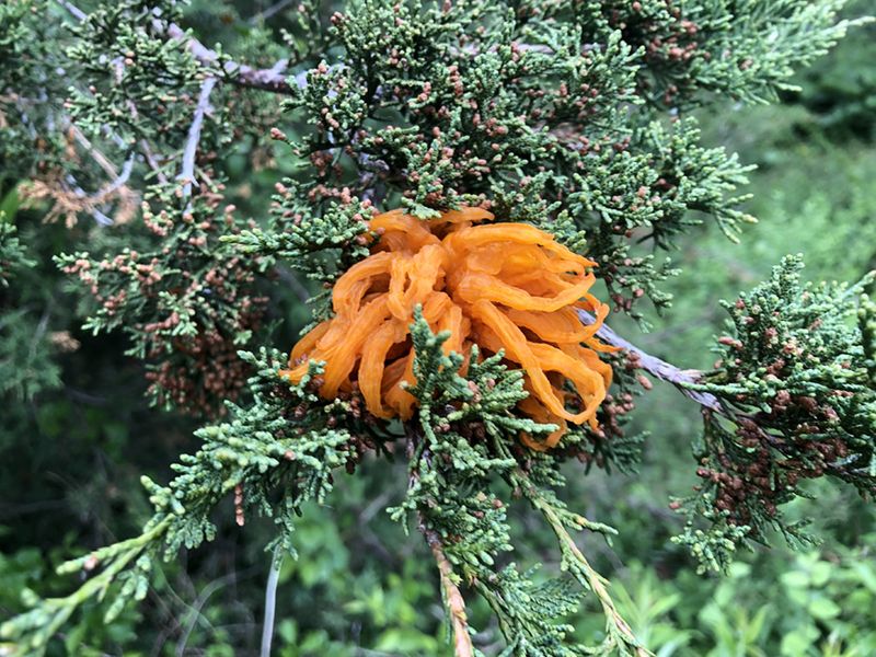 Cedar-Apple Rust Is Worth Considering Cedar-Apple Rust Is Worth Considering