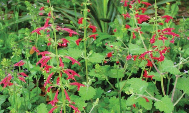 Cedar Sage