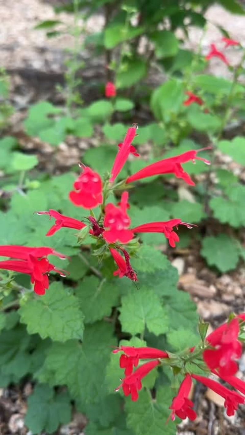 Cedar Sage