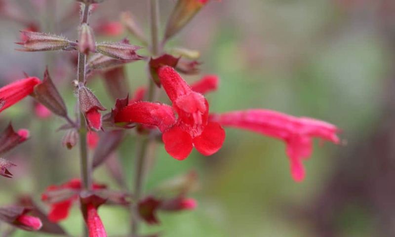 Cedar Sage Cedar Sage