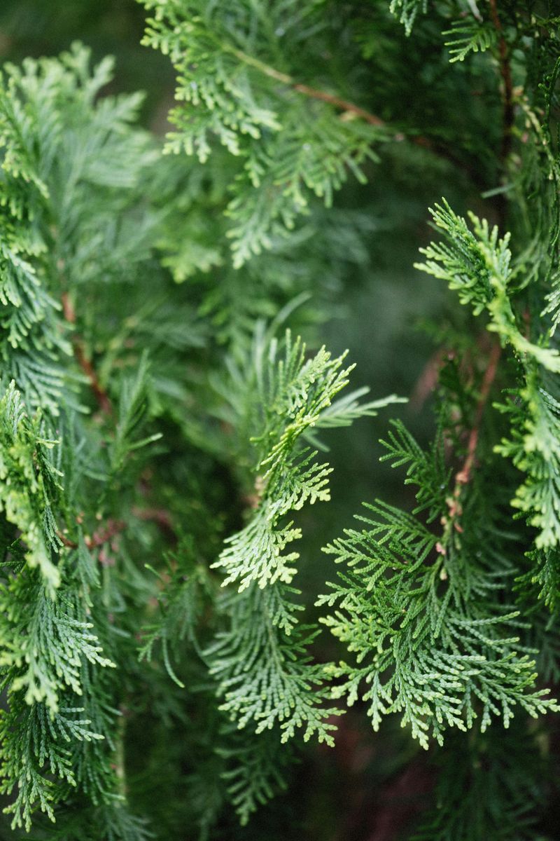 Cedar