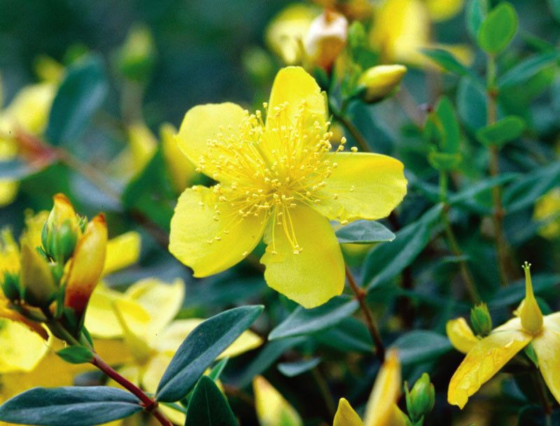 Cedarglade St. John's Wort Brightens The Border