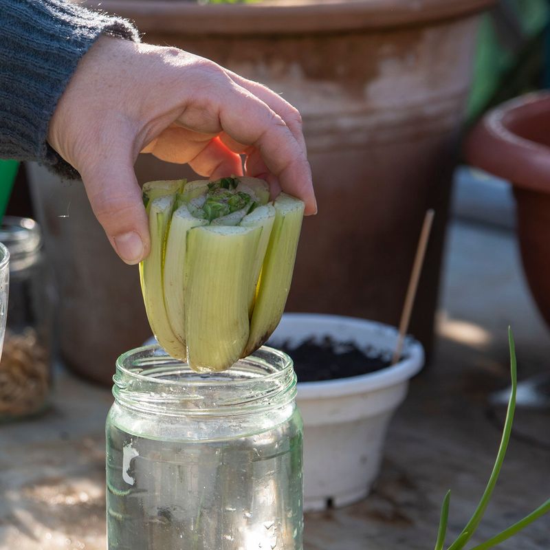 Celery (Apium Graveolens)