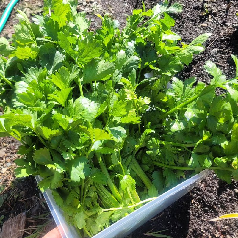 Celery Can Regrow New Stalks From The Base