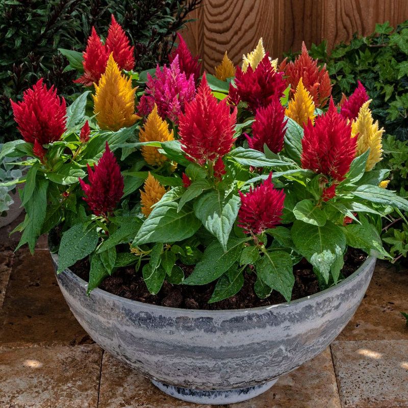 Celosia Adds Bold Heat-Loving Color
