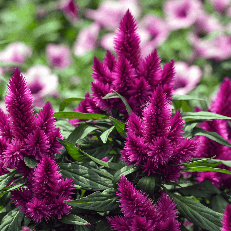 Celosia Adds Bold Texture To Warm-Season Plantings