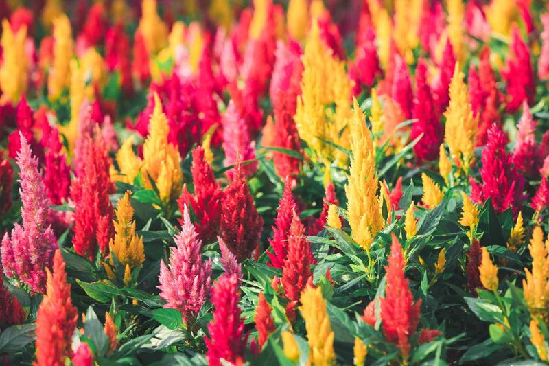 Celosia Brings Bold Color Through Summer Heat