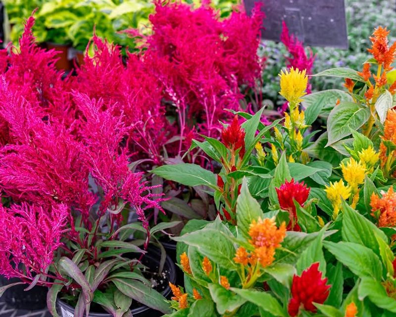 Celosia (Celosia argentea)