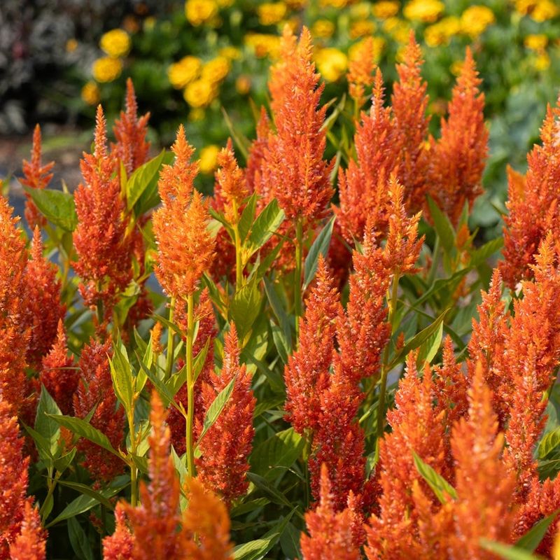 Celosia