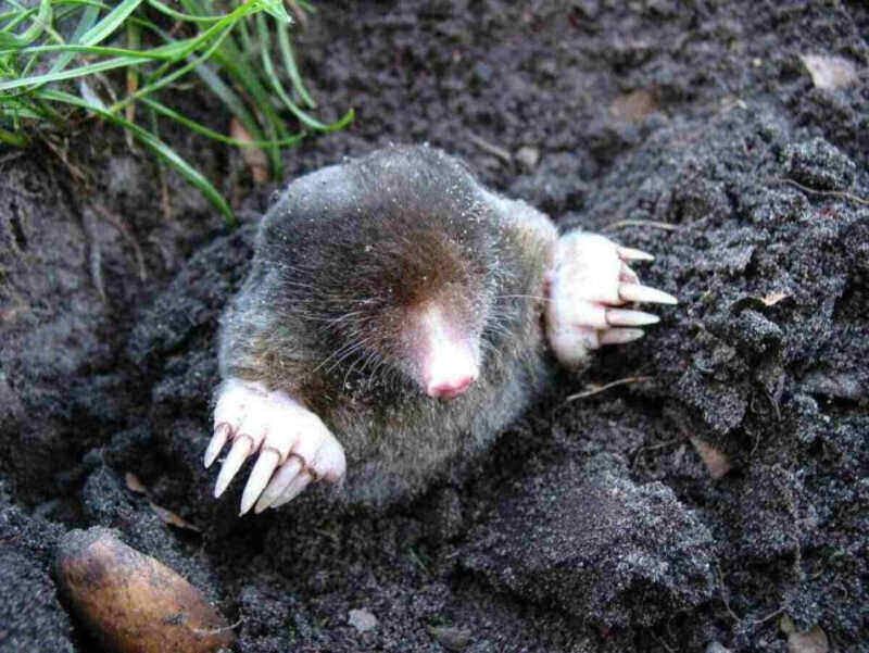 Certain Mole Baits Need Careful Use Around Pets
