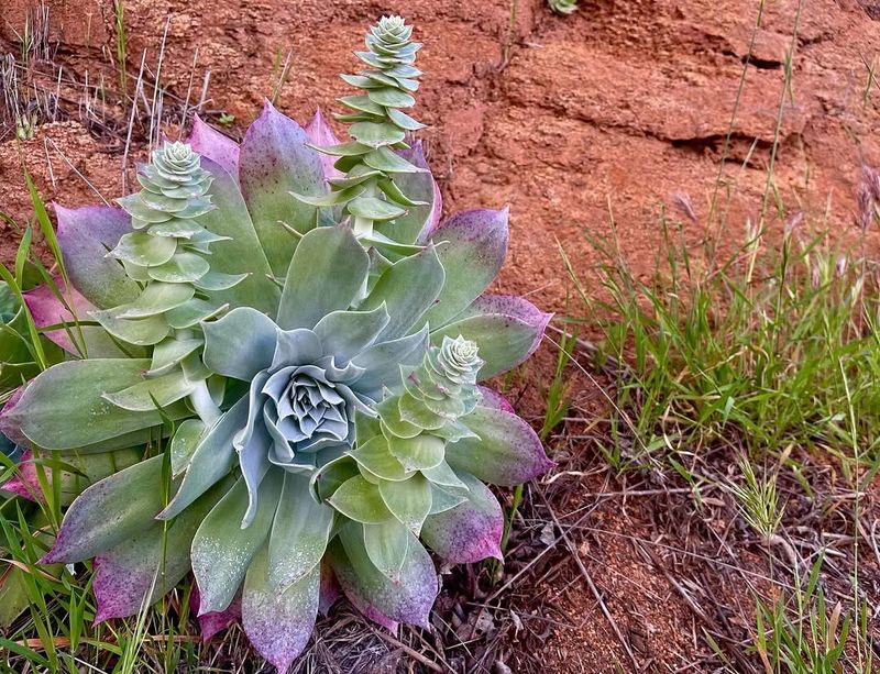 Chalk Dudleya