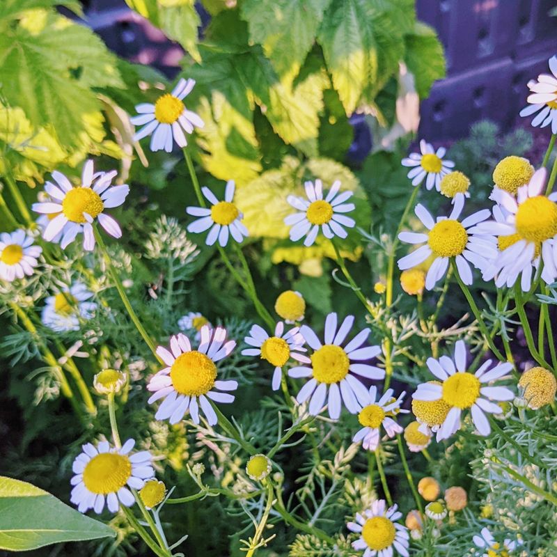 Chamomile
