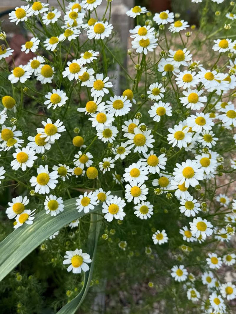 Chamomile Attracts Helpful Insects Around Vegetable Beds