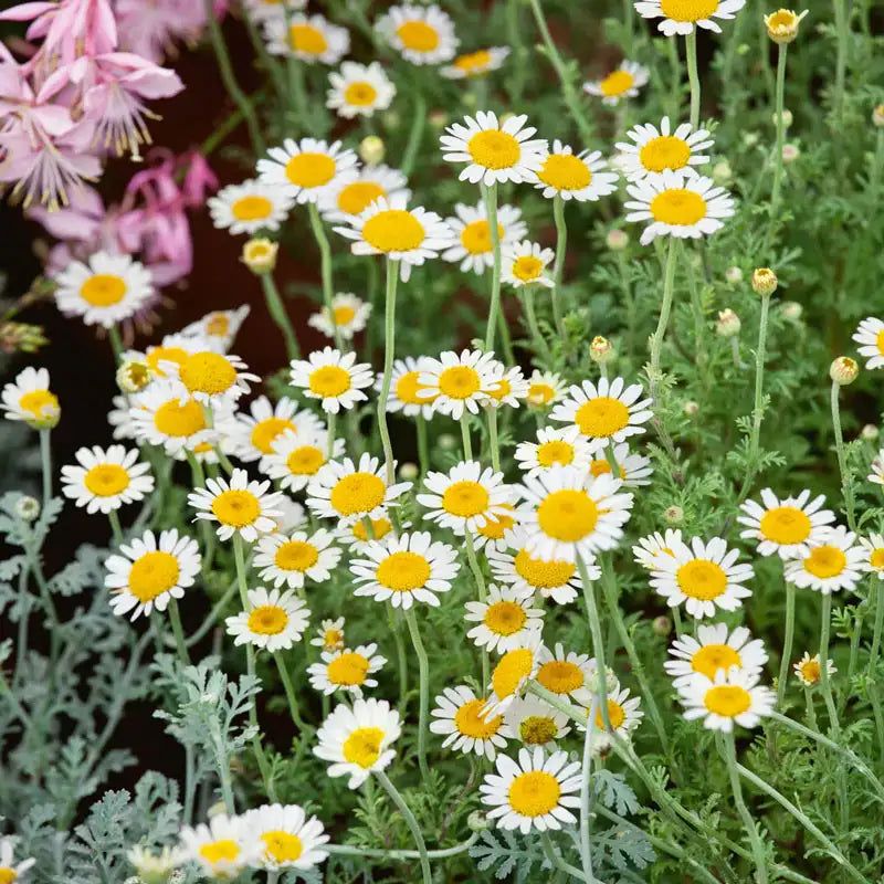 Chamomile Brings Gentle Flowers And Helpful Insect Activity