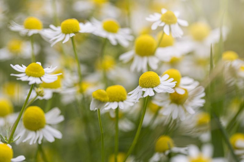 Chamomile Fades As Heat Builds