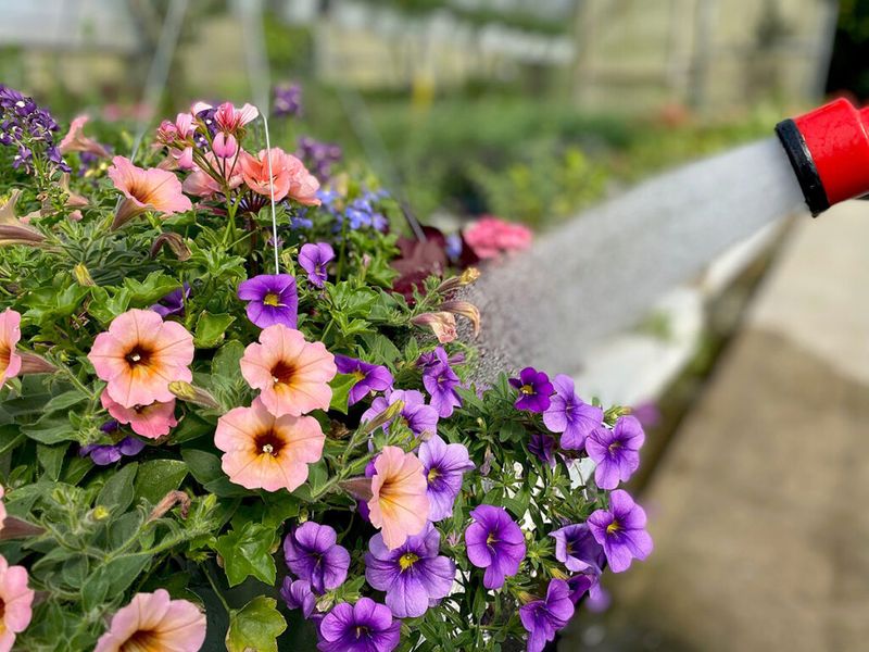 Change Your Watering Routine As Summer Heat Builds