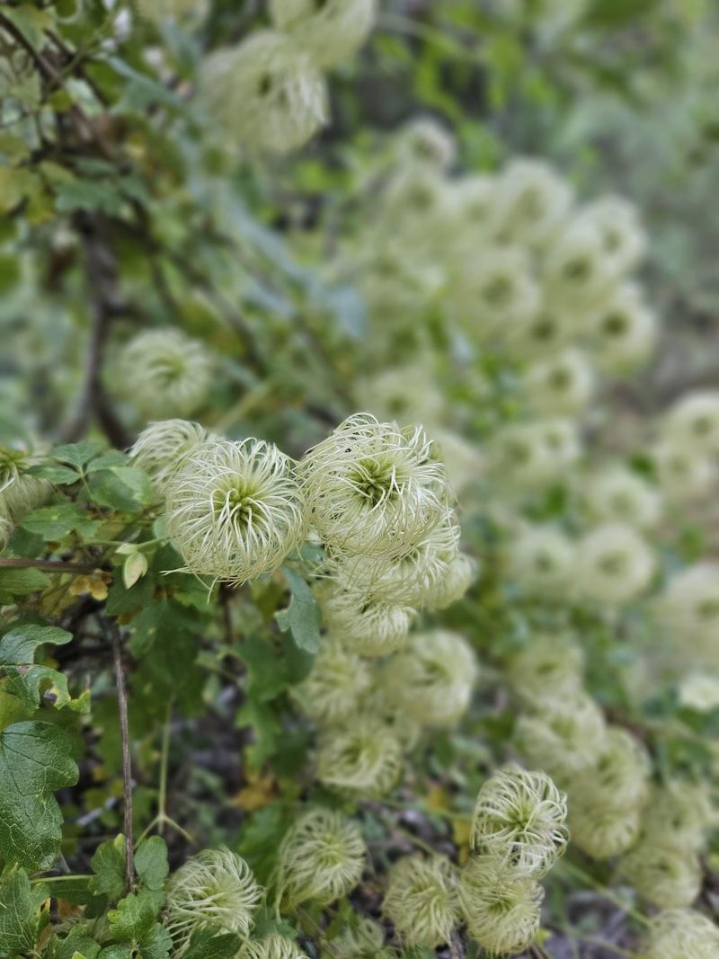 Chaparral Clematis Brings Native Cover