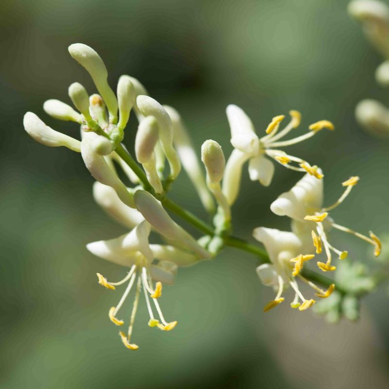 Chaparral Honeysuckle