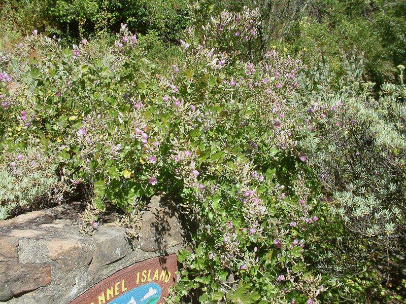 Chaparral Mallow Chaparral Mallow