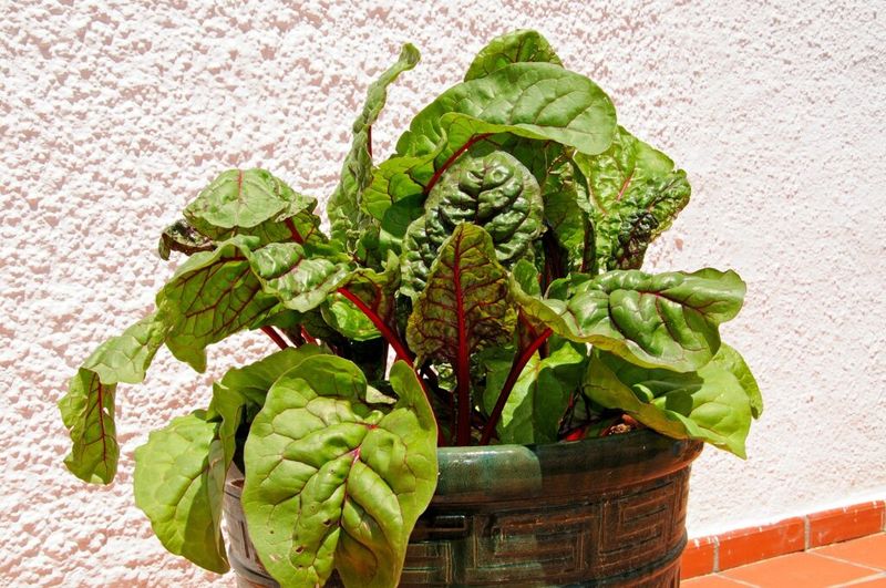 Chard Keeps Producing In Roomy Pots