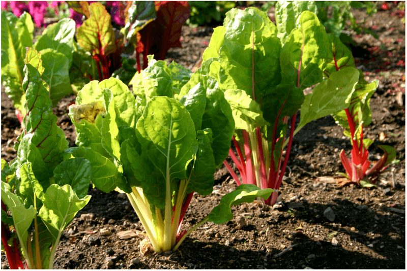 Chard Takes A Little Longer But Keeps Going