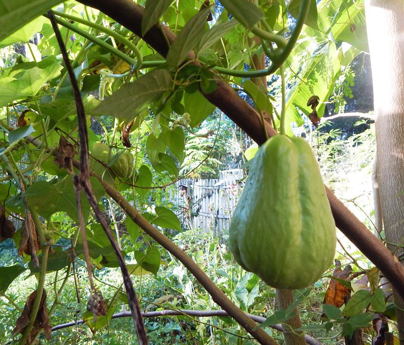 Chayote Climbs Through Rainy Season