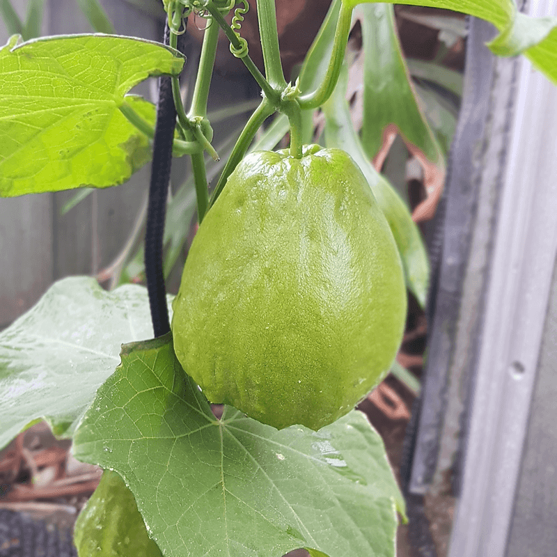 Chayote Vines Thrive On Strong Garden Supports Chayote Vines Thrive On Strong Garden Supports