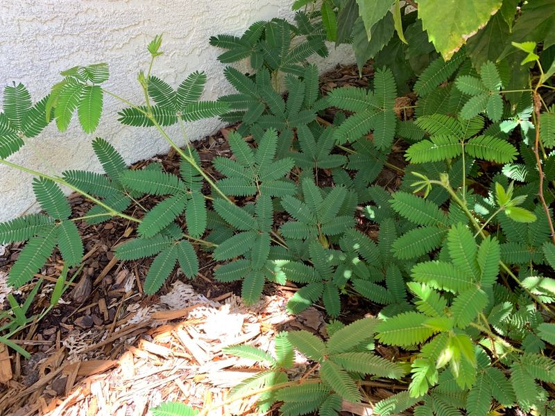 Check Bare Spots Before Rainy Season
