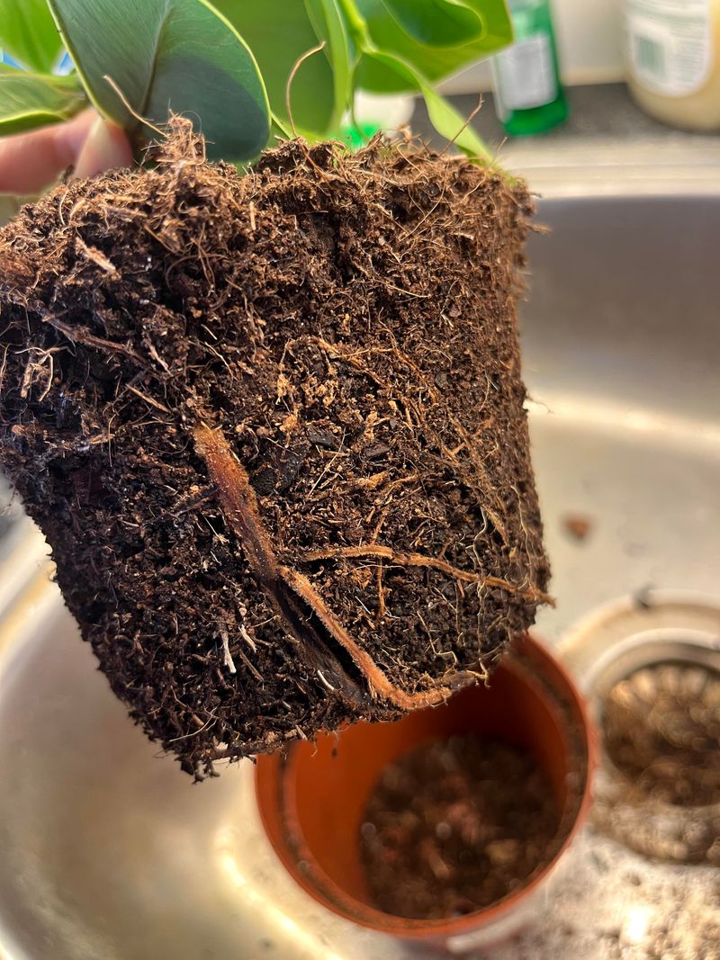 Check Clusia Roots Before Rainy Season
