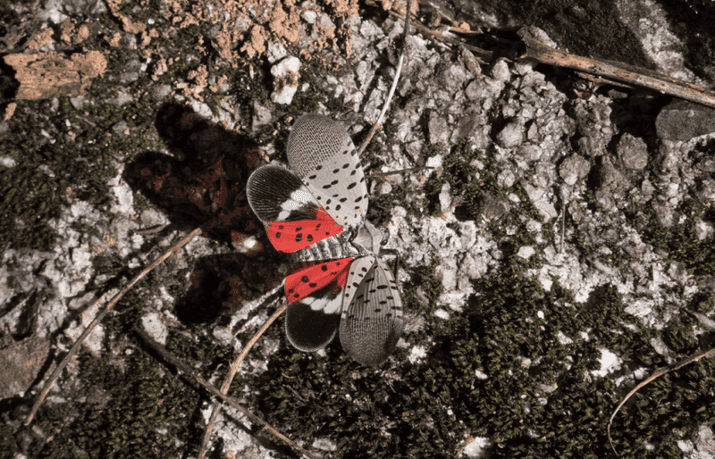 Check Current Ohio Guidance Before Reporting A Sighting