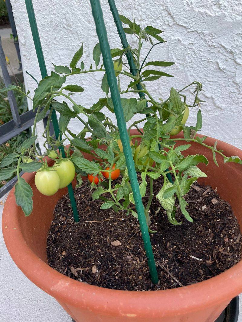 Check Drainage Before The First Watering