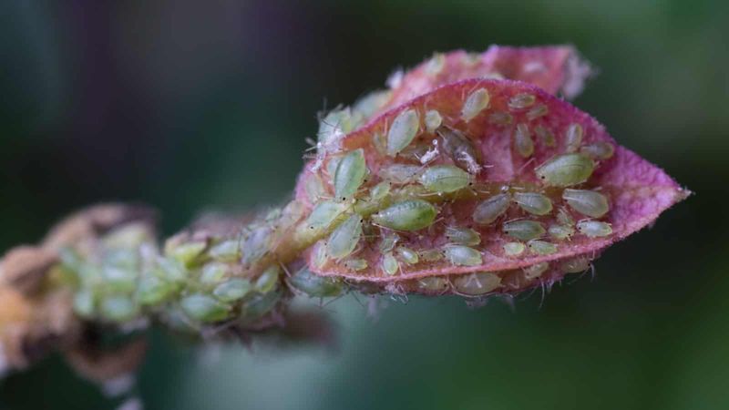 Inspect Leaves And Stems For Pest Trouble