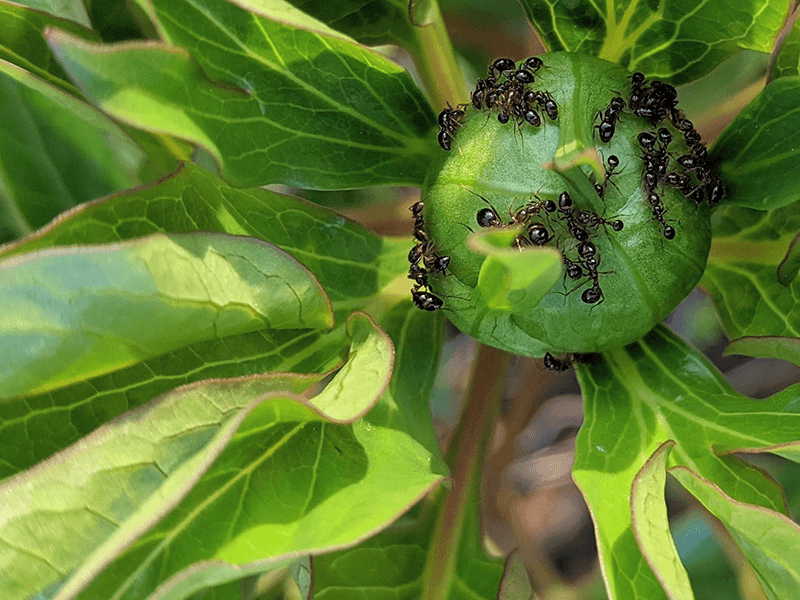 Check For Ants And Pests