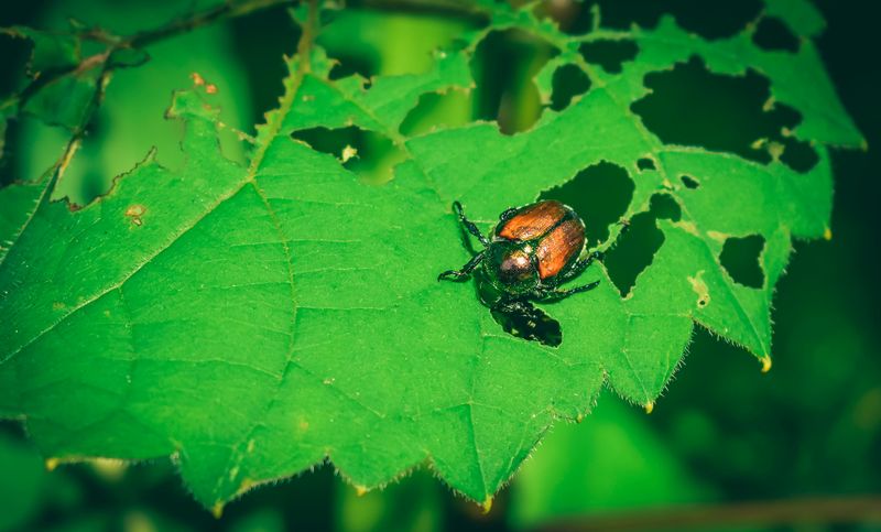 Check For Aphids And Japanese Beetles Check For Aphids And Japanese Beetles