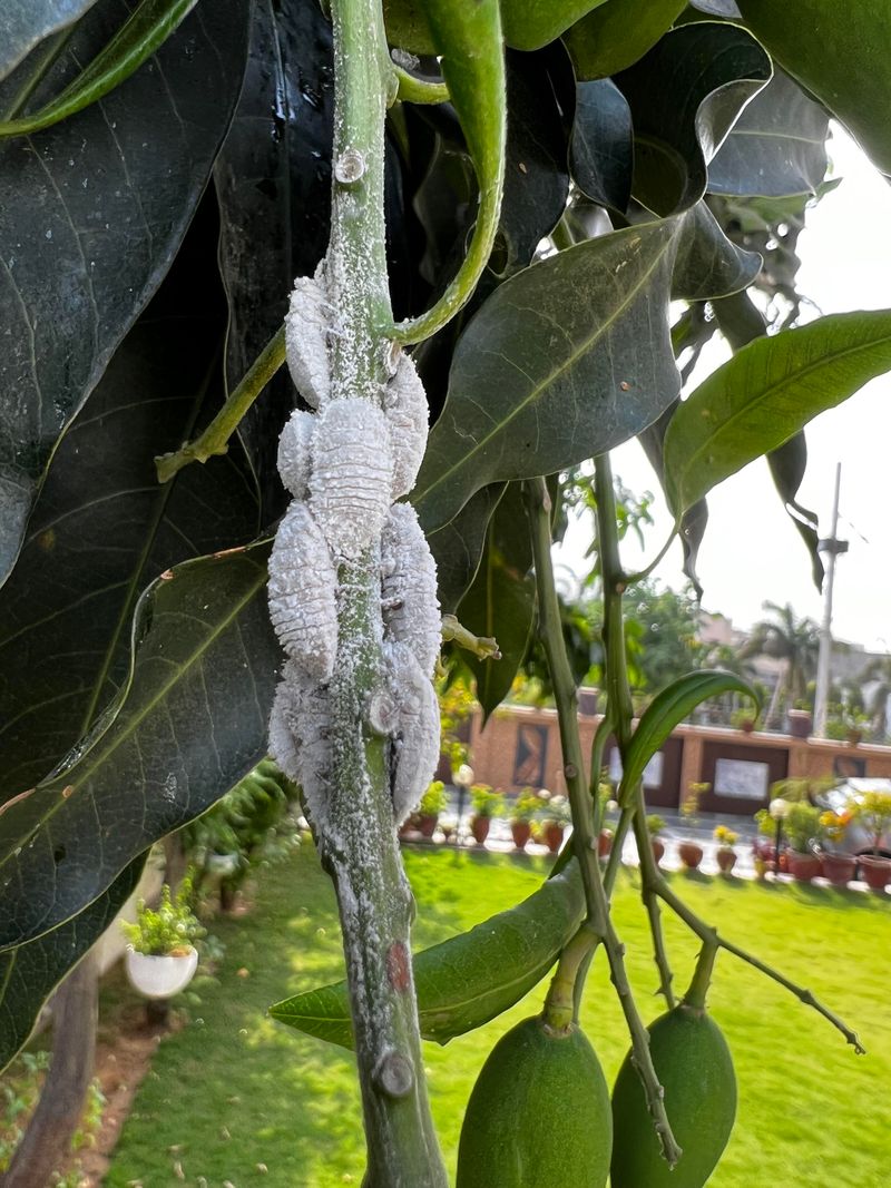 Check For Common Mango Pests