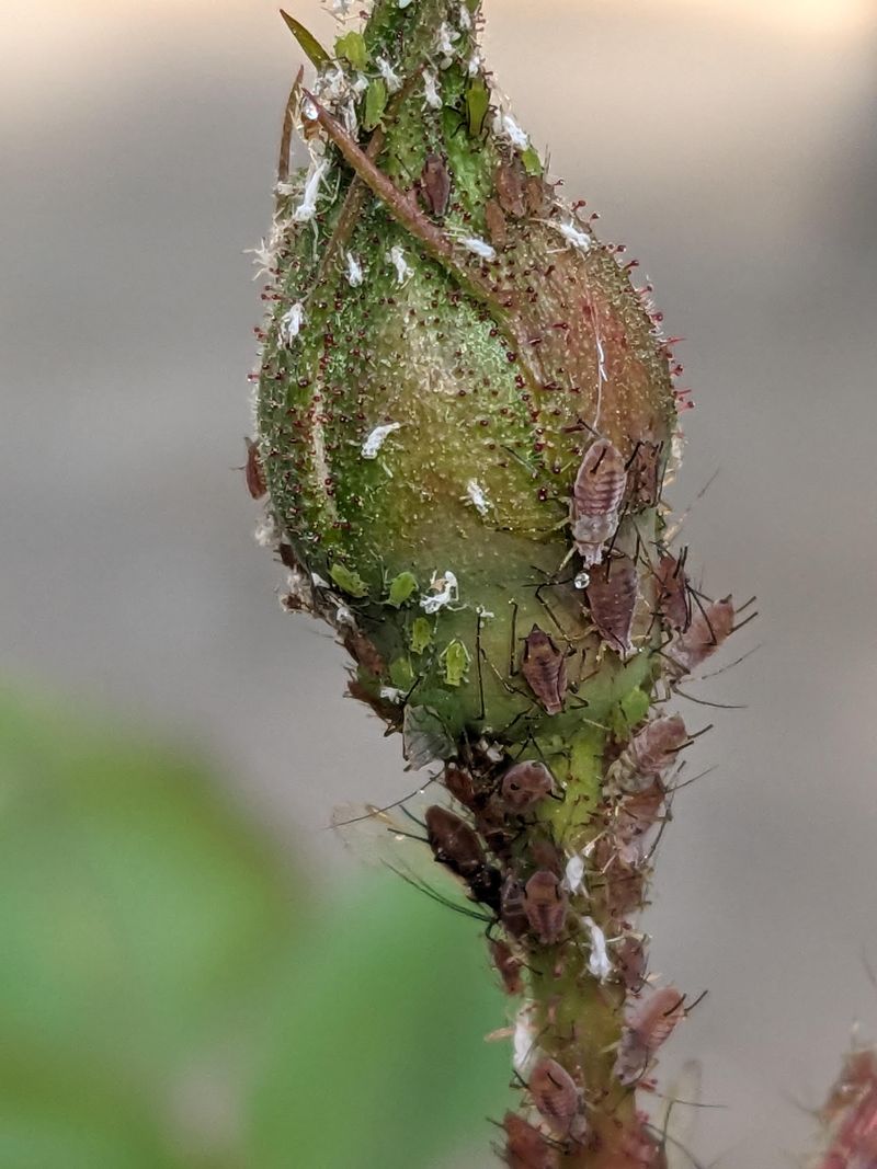 Check For Disease And Pests