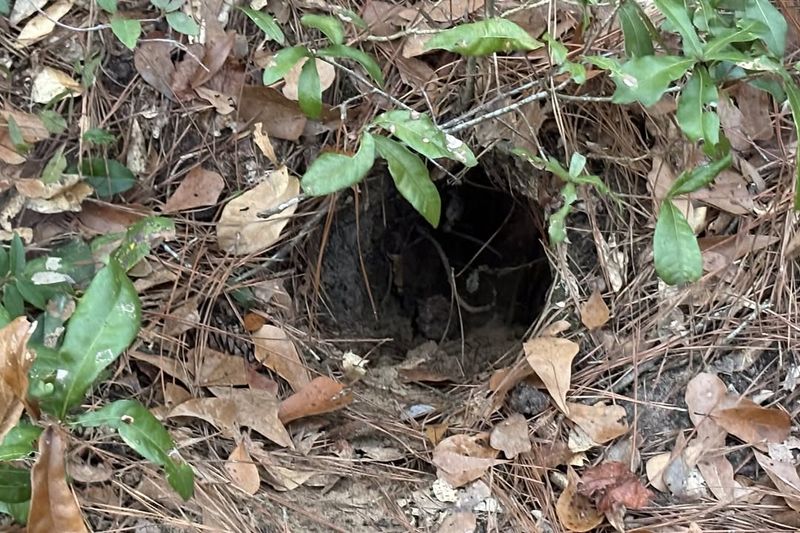 Check For Fresh Holes Around Garden Beds Check For Fresh Holes Around Garden Beds
