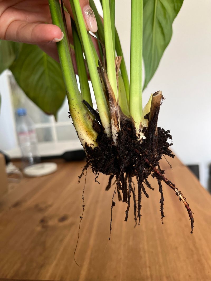 Check For Root Rot If The Plant Does Not Improve