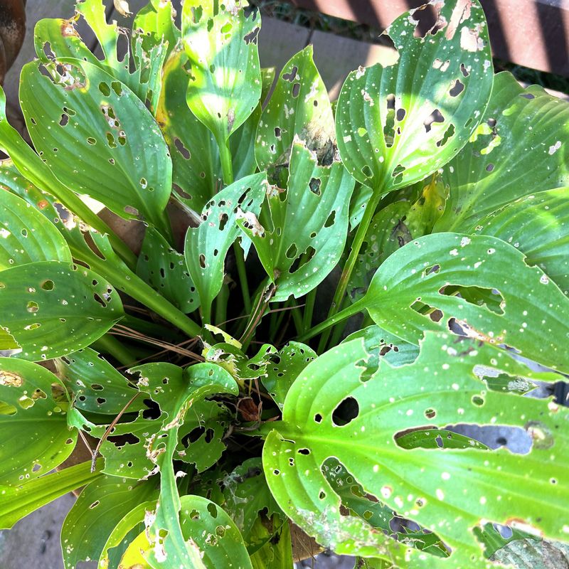 Check For Slug Damage On New Leaves Check For Slug Damage On New Leaves