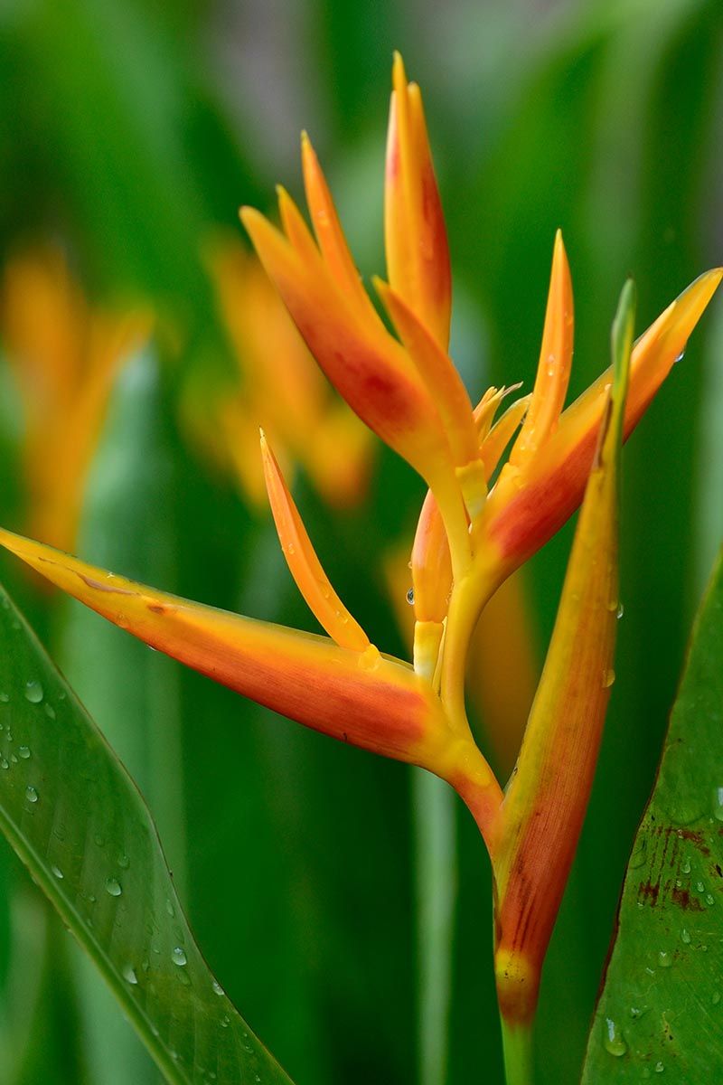 Check For Standing Water Around The Plant