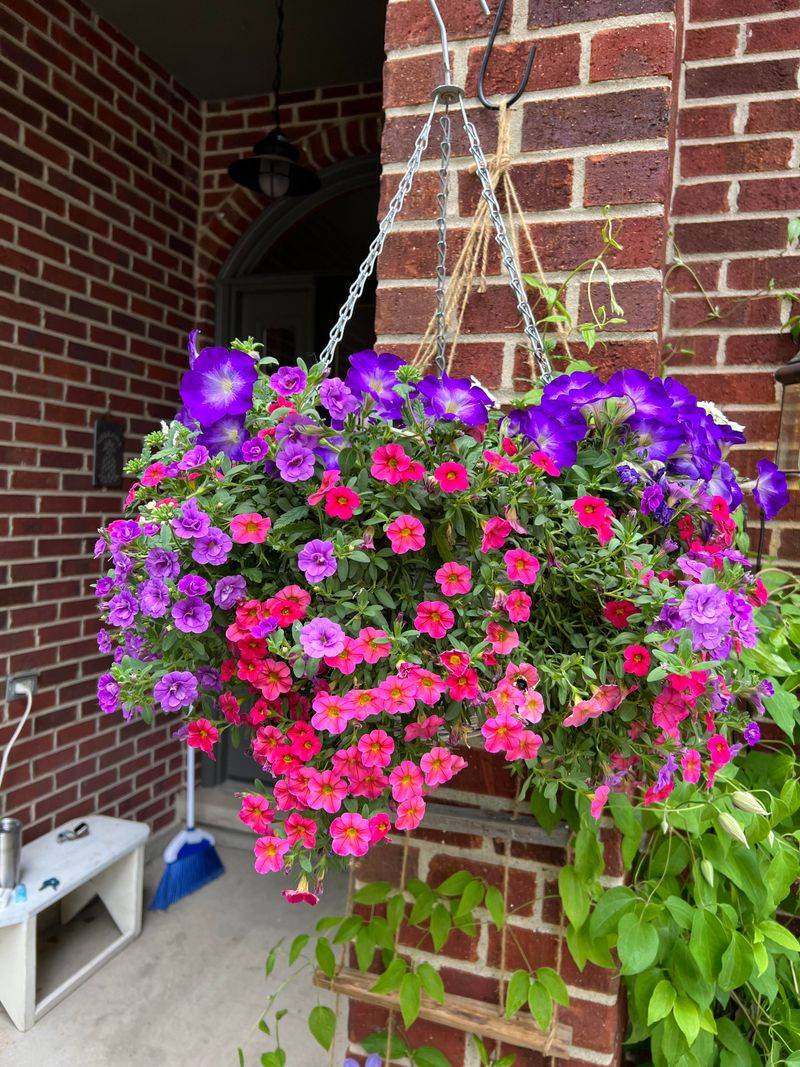 Check Hanging Baskets More Often As Temperatures Rise Check Hanging Baskets More Often As Temperatures Rise