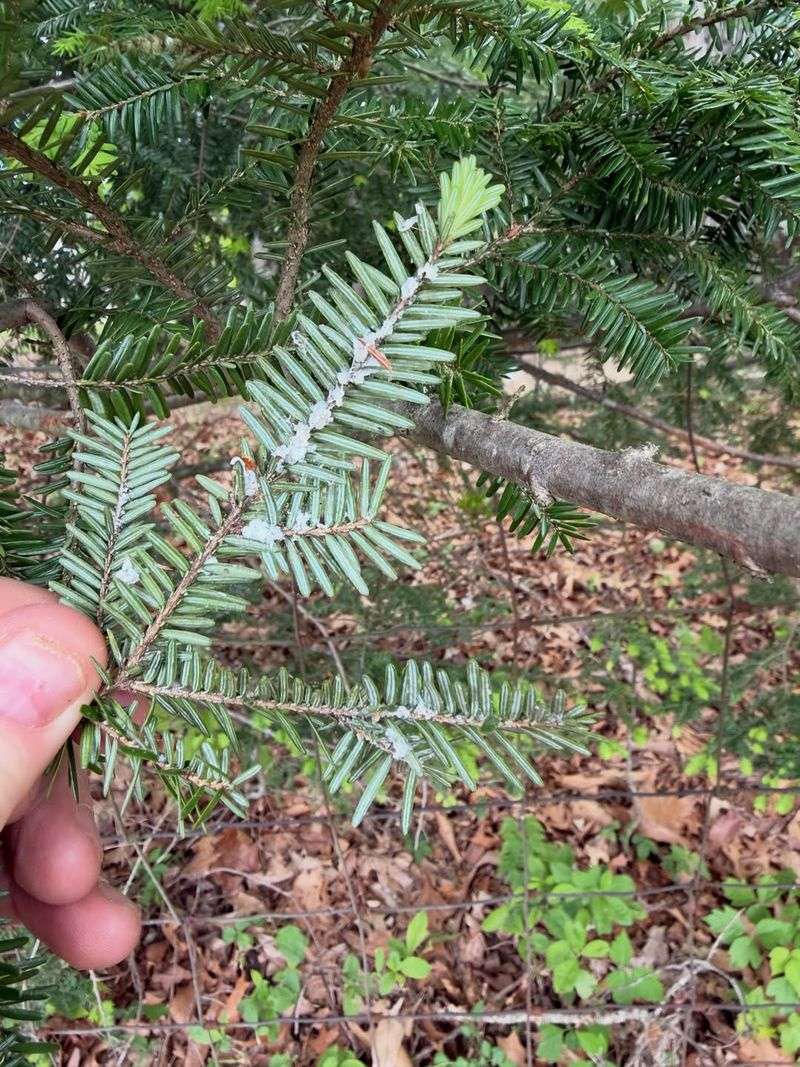 Check Hemlocks For Woolly Adelgid Ovisacs
