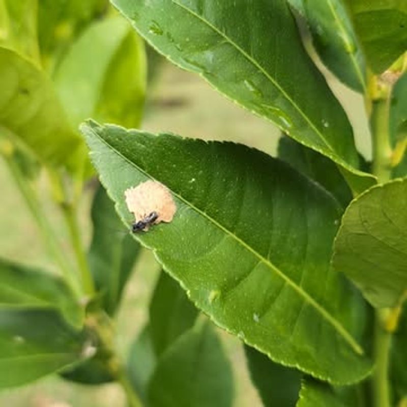 Check Leaf Undersides Before Problems Spread Further