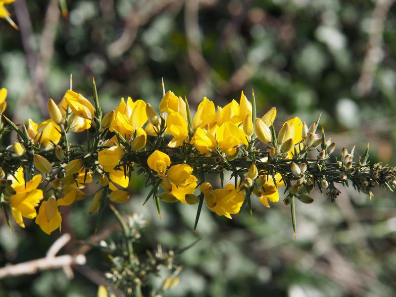 Check Local Rules For Nuisance Or Invasive Plants Check Local Rules For Nuisance Or Invasive Plants