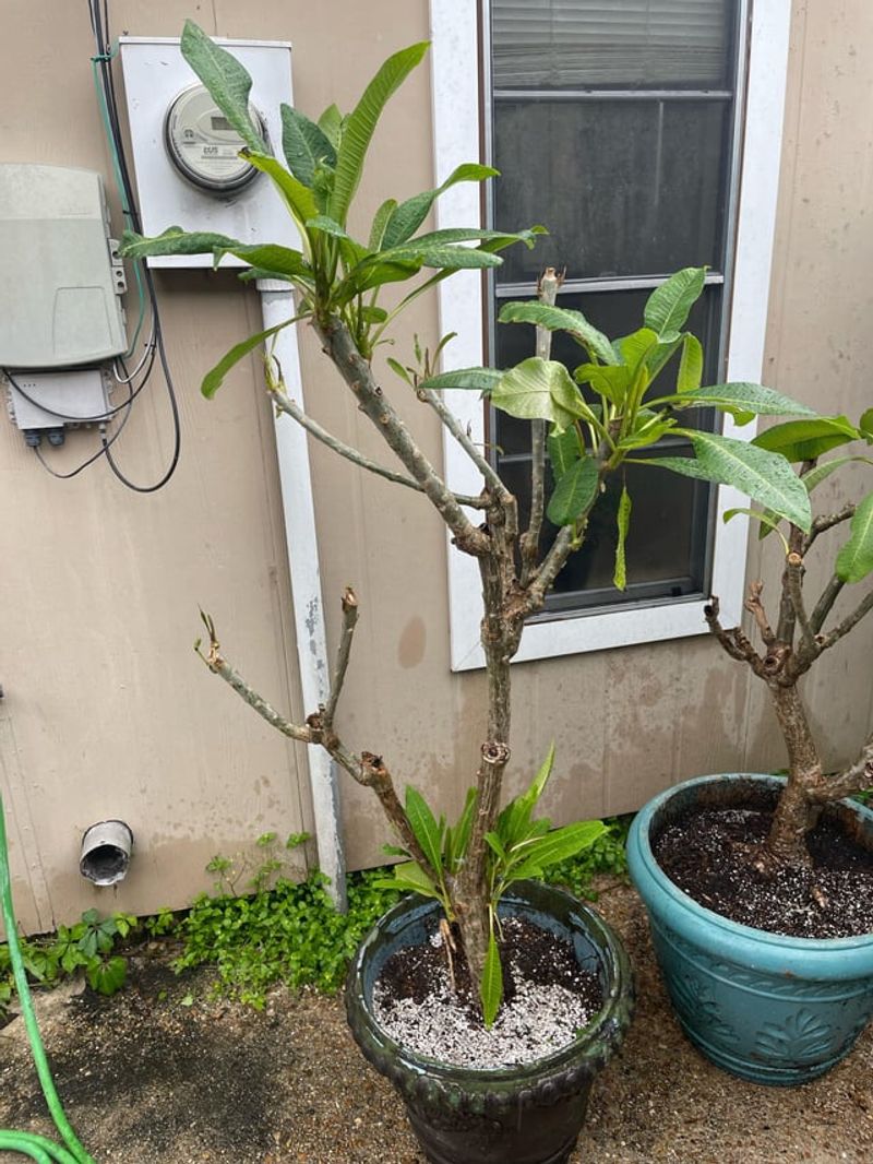 Check New Growth Before Changing Care Check New Growth Before Changing Care