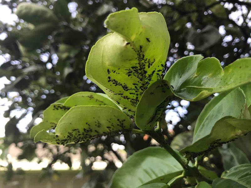 Check New Growth For Summer Pests
