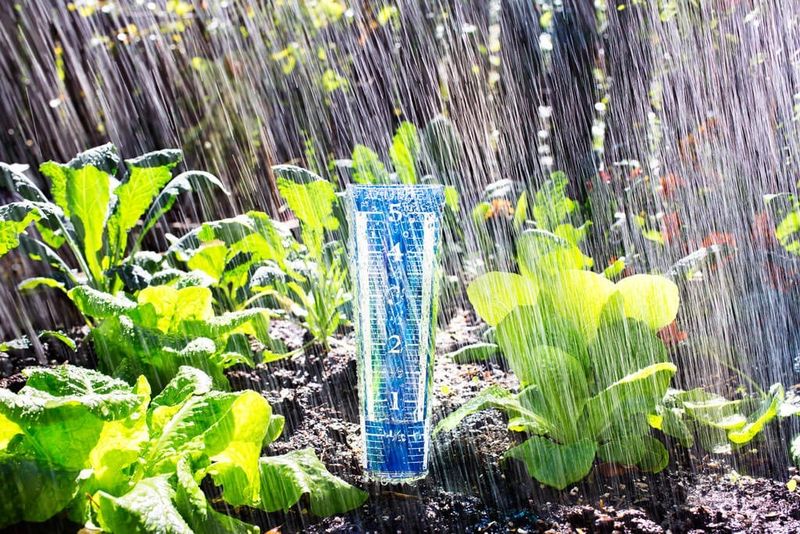 Check New Plantings After Heavy May Rain