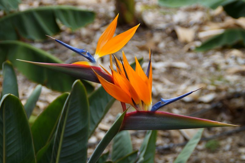 Check Newly Planted Bird Of Paradise More Closely